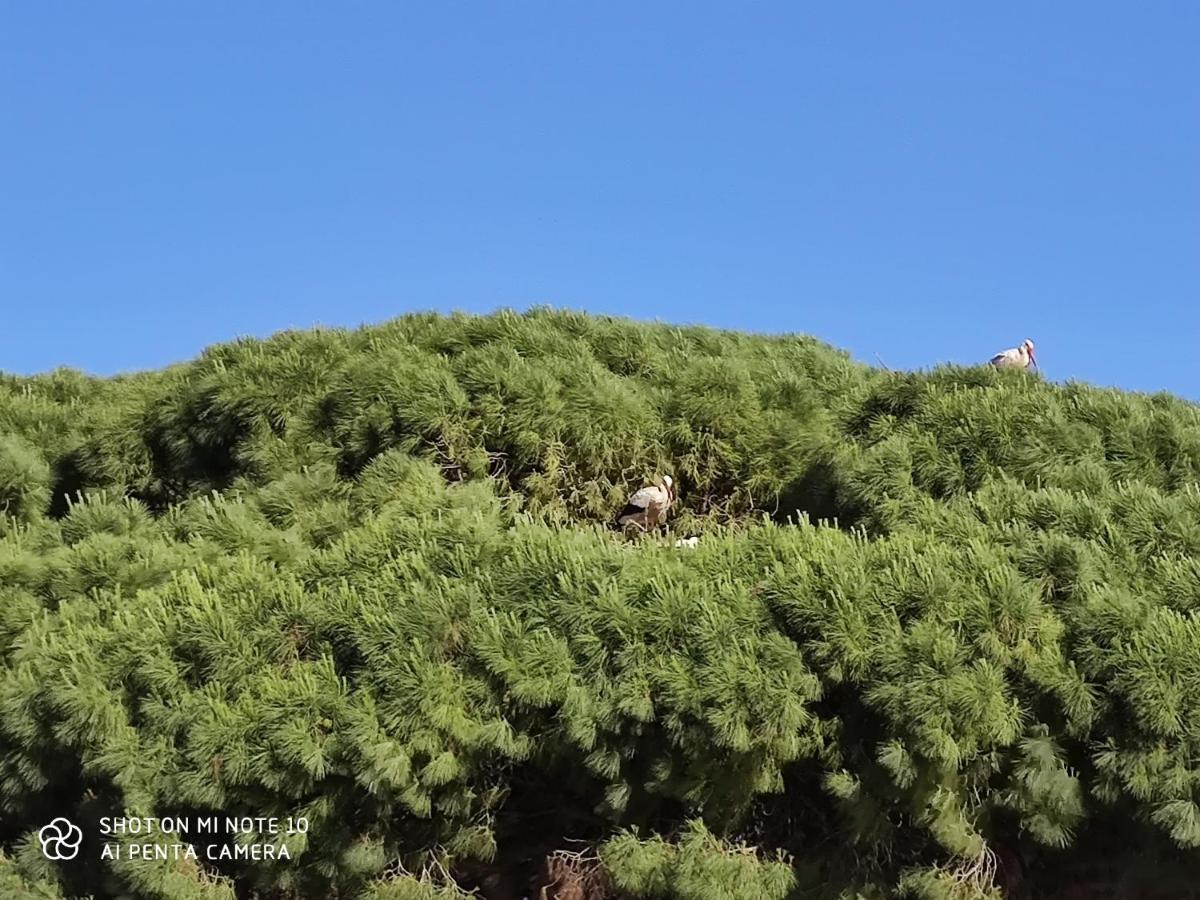 Pueblos Blancos Vejer de la Frontera Eksteriør billede